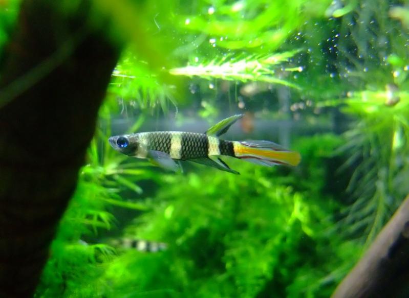 Pseudepiplatys annulatus