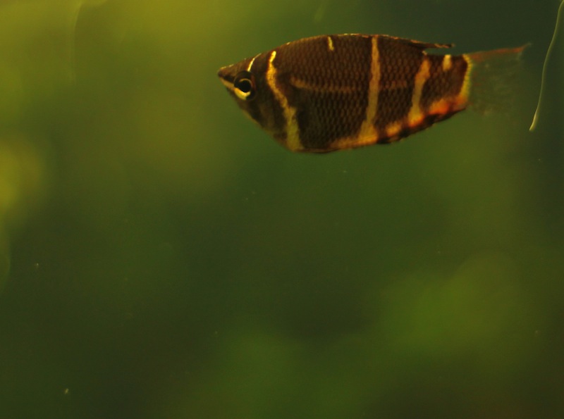Sphaerichthys osphromenoides
