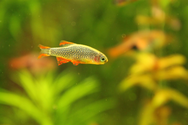 Danio Margaritatus