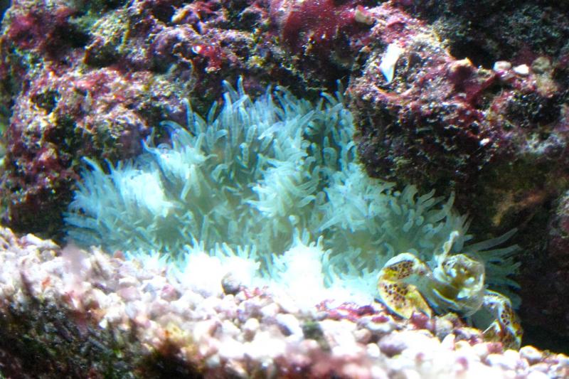 Anemone e granchi di porcellana