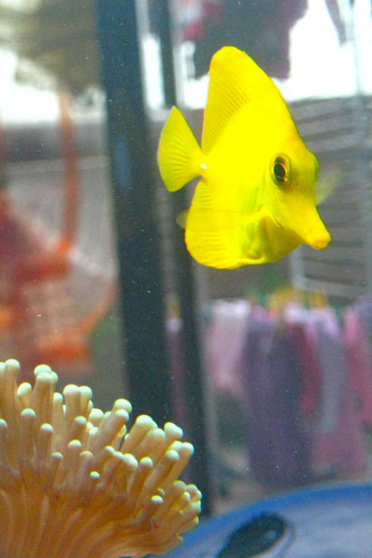 Il primo pesce di mia figlia, si chiama...GIALLO!