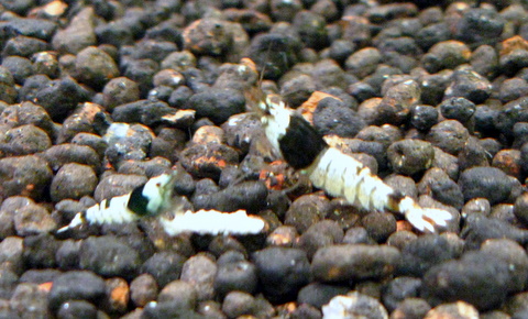 26 04 2010 031