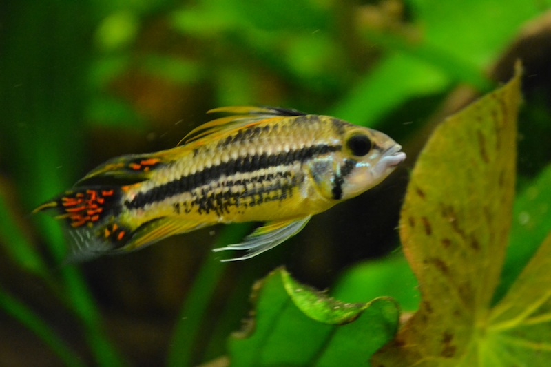 Apistogramma cacatuoides
