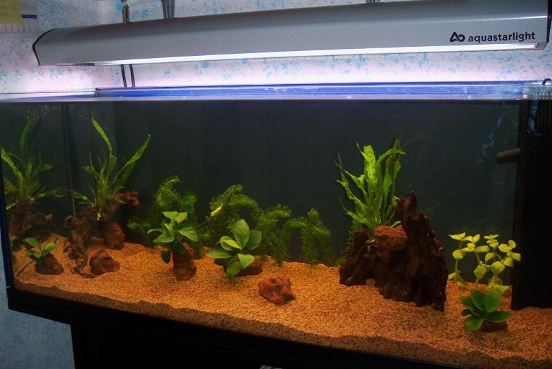 Acquario dopo 7giorni dall'avvio...6 ore di luce x ora