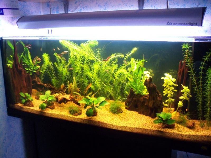 acquario 013