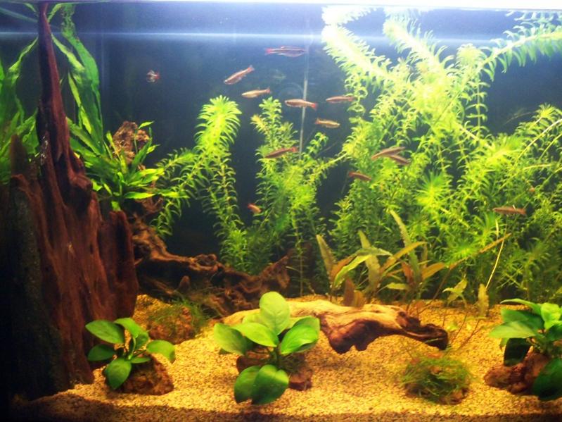 acquario 019