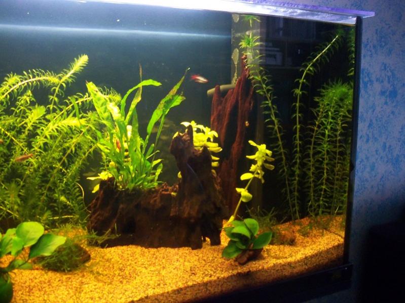 acquario 020