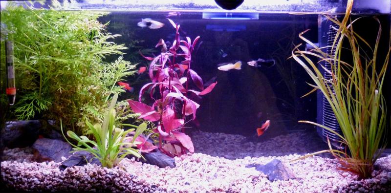 acquario