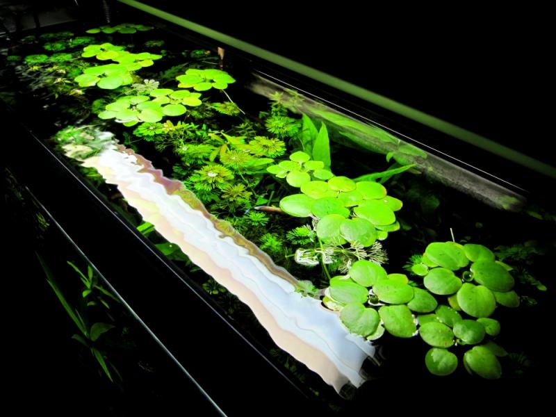 Acquario dall'alto
