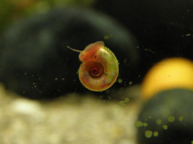 planorbis