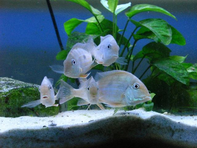 geophagus 013