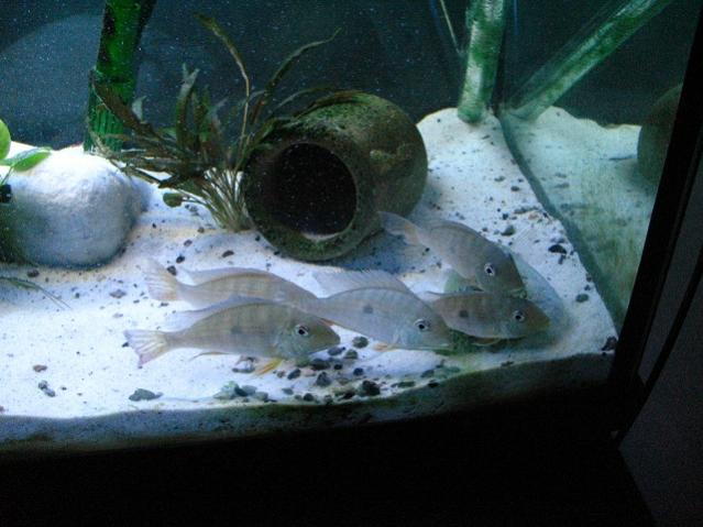 geophagus 009