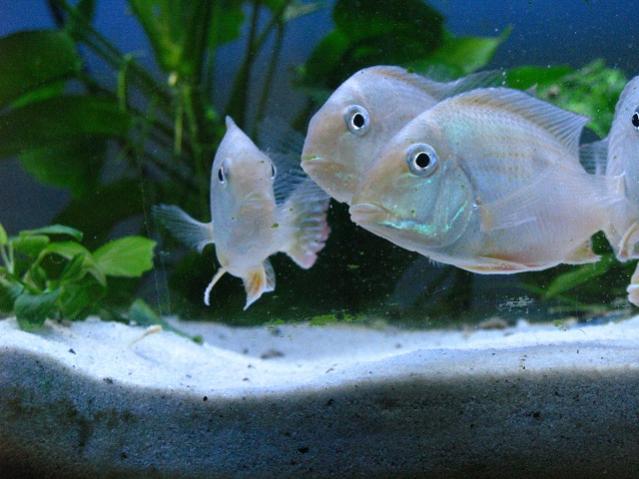 geophagus 004