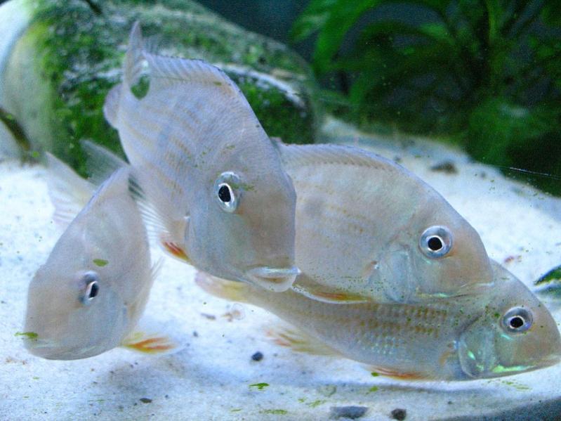 geophagus 019