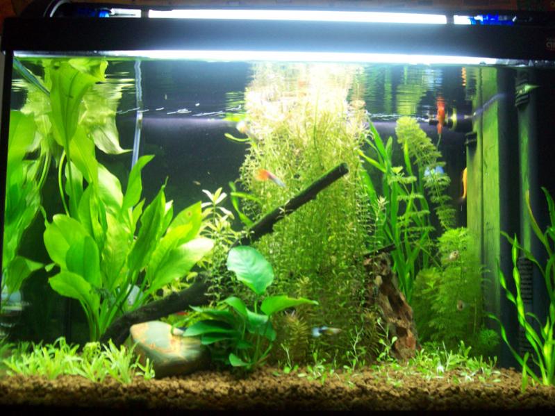 acquario1