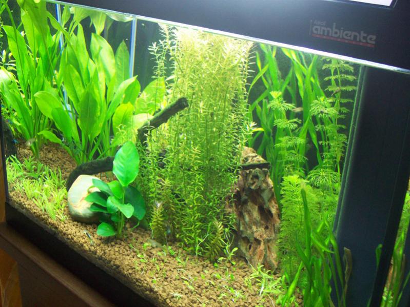 acquario2