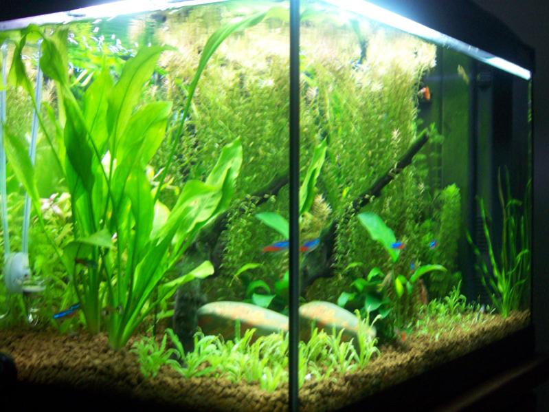 acquario3