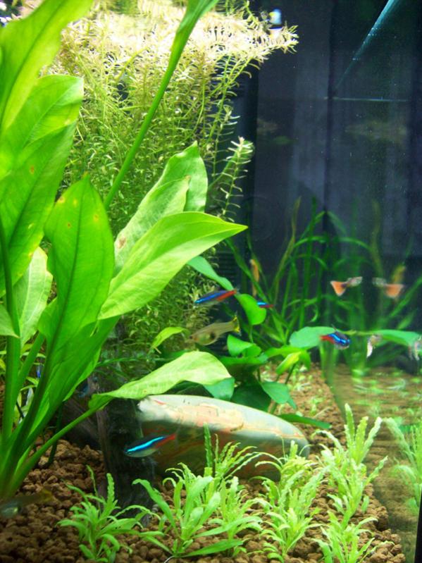 acquario4