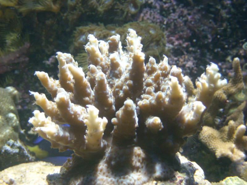 Acropora sp.30 03 2010