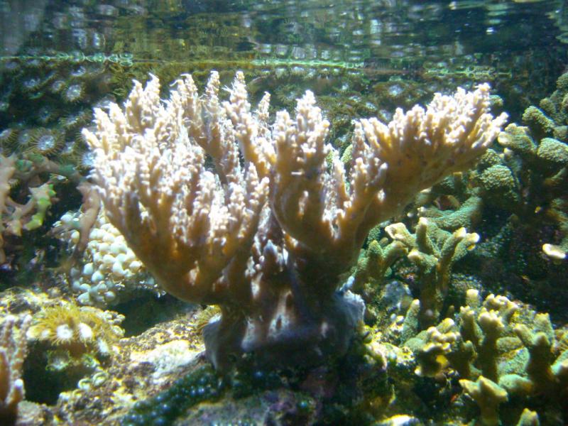 Acropora sp.27 09 2010 a