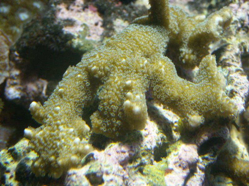 Montipora digitata 25 02 2010