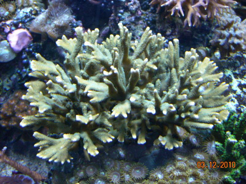 Montipora 03 12 2010