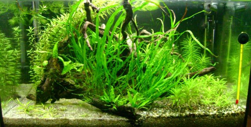 4 Novembre 2010

(Aggiunta Microsorum Narrow Leaves)
