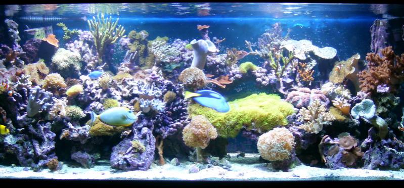 aquarium