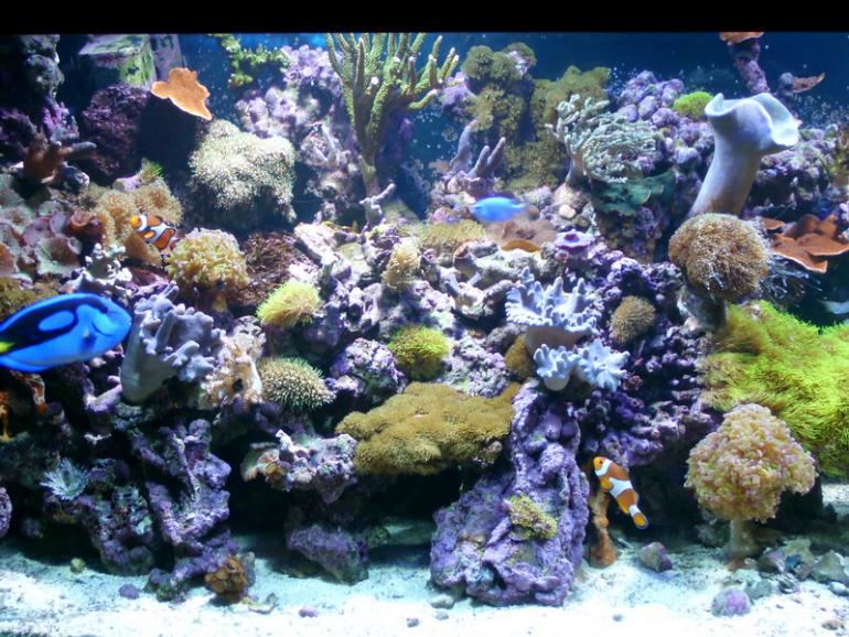 aquarium 2