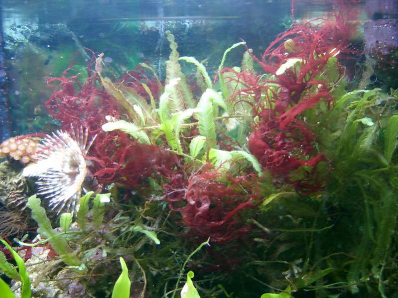 refugium