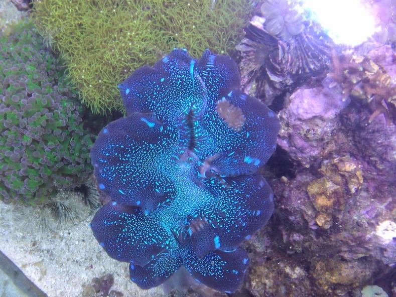 tridacnia resize