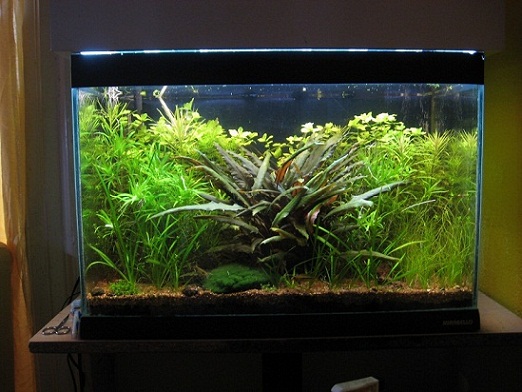 60 lt