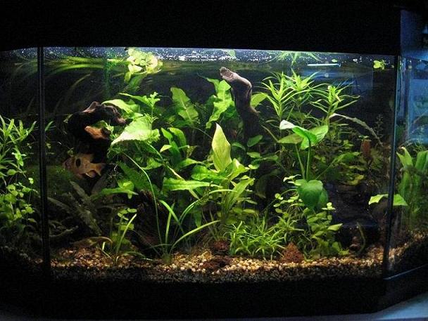 90 lt
