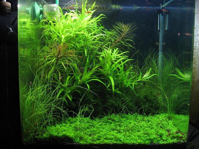 30 lt
