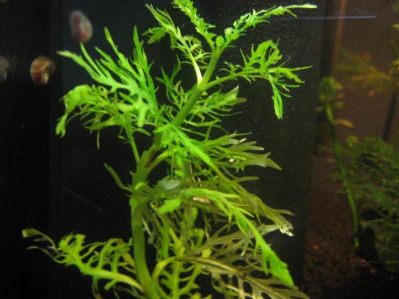 Hygrophila difformis