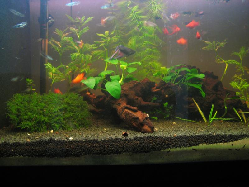 Visuale frontale (2 anni f)