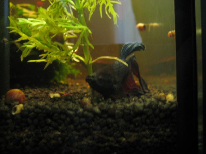 Primo piano del mio betta splendens
