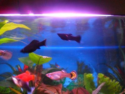 Coppia di black molly - Plato corallo - Guppy (f).