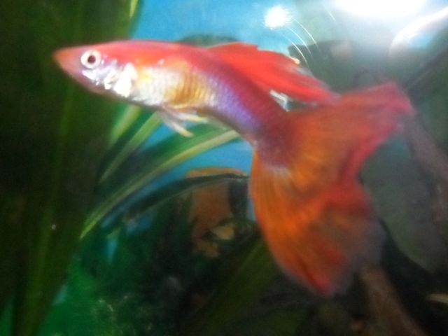 Guppy Rosso