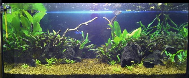 acquario