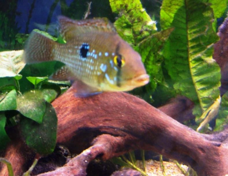 geophagus