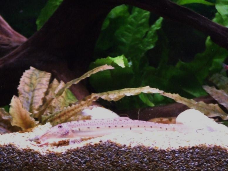 acantophisis