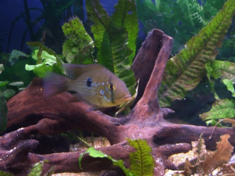 geophagus