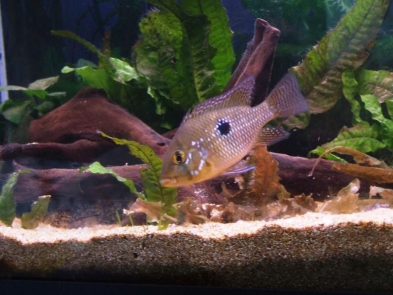 geophagus (4)