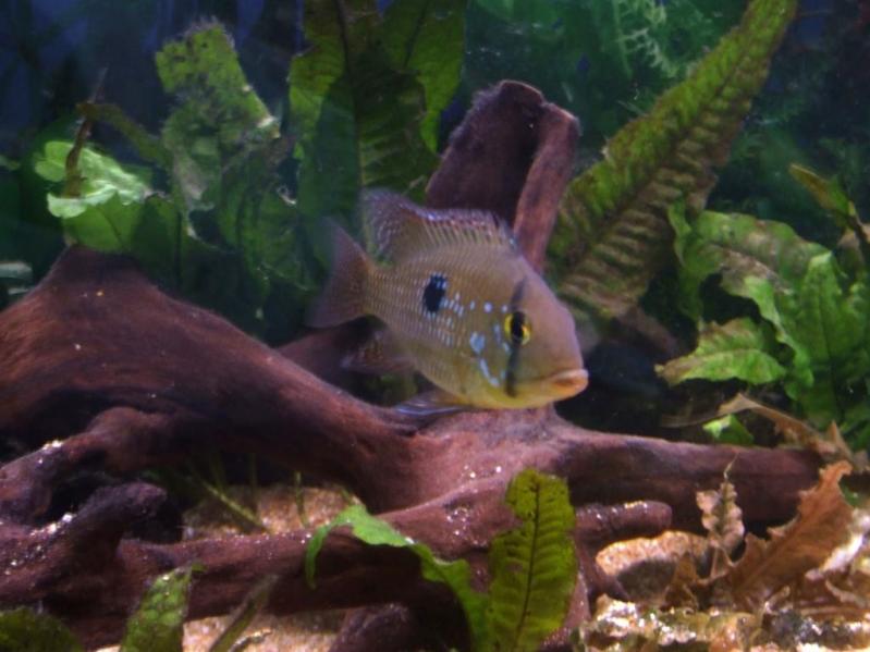 geophagus
