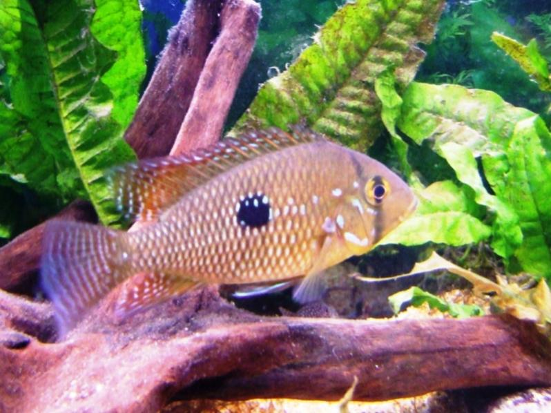geophagus