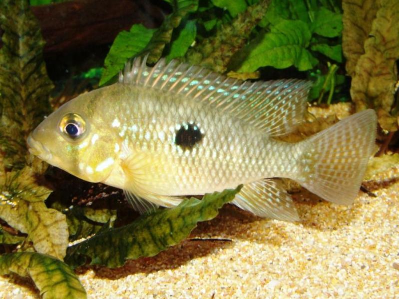 geophagus