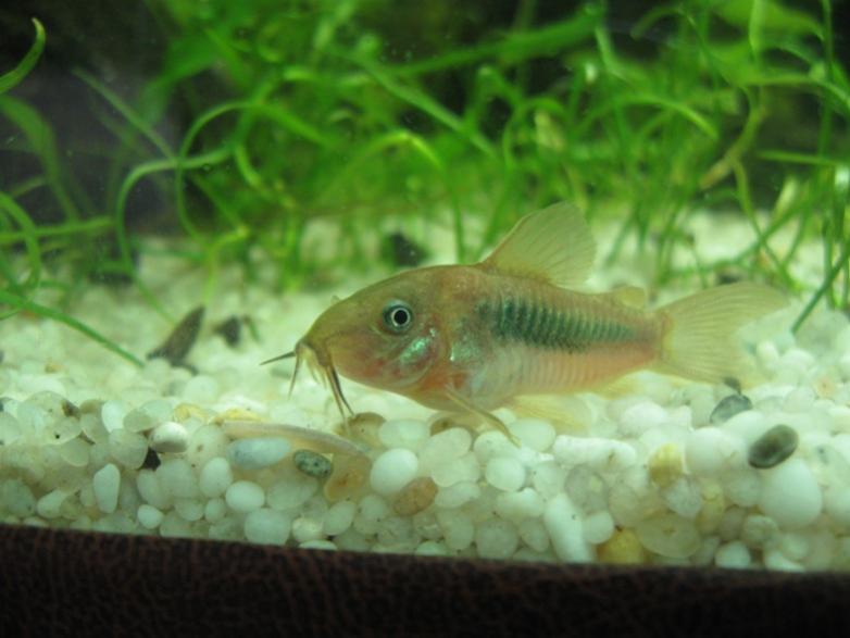 modello cory