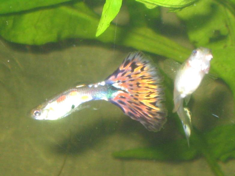 coppia guppy