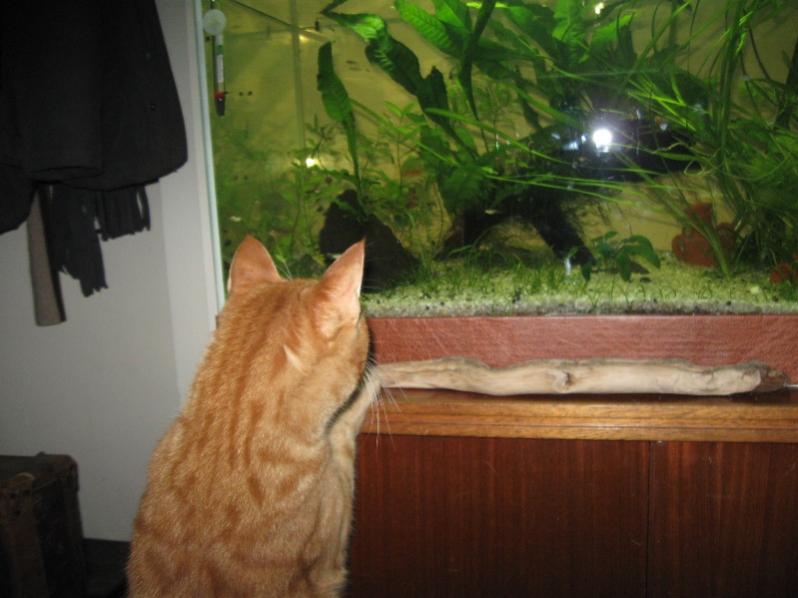 micio acquariofilo